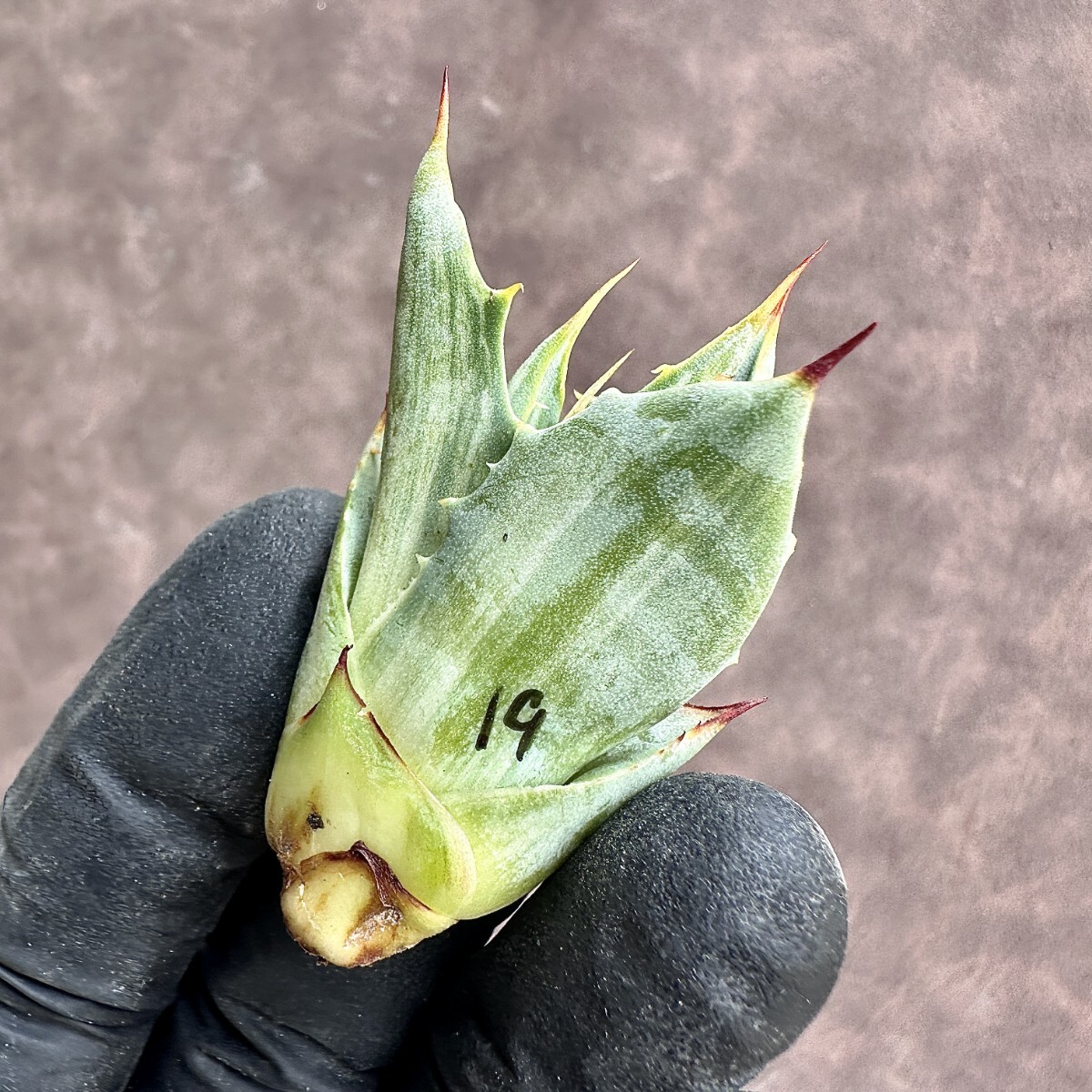 【Lj_plants】Z19 アガベ スノ-デビル 極上斑です Agave deserti v. simplex variegata Snow Devil 胴切 天芽の画像3