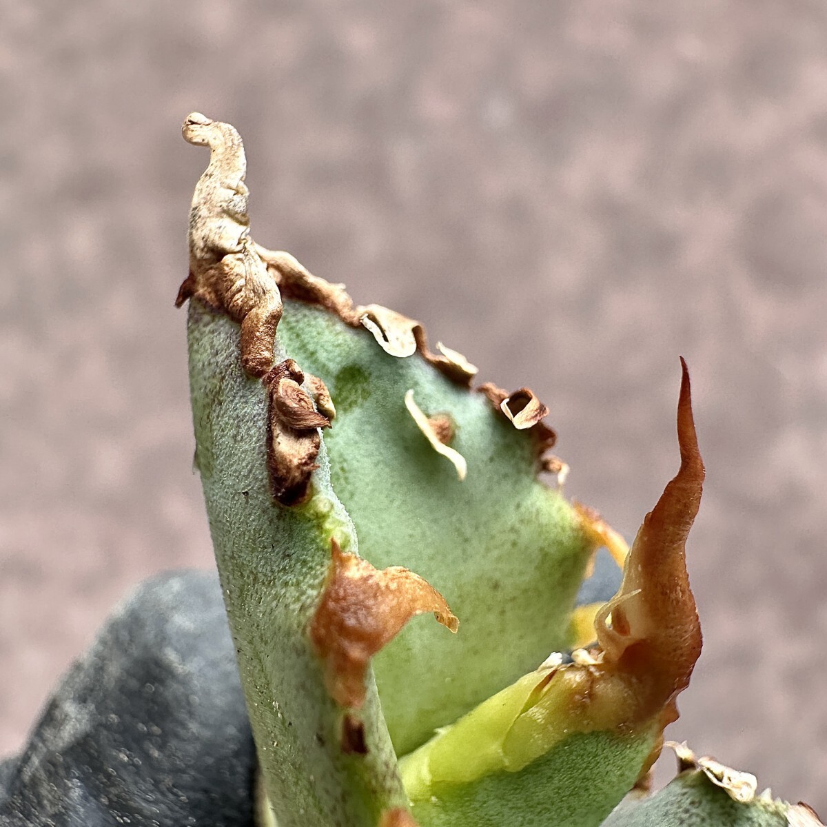 【Lj_plants】Z35 アガベ チタノタ ゴジラ GODZILLA 強狂刺 葉内刺し 胴切天芽 の画像7