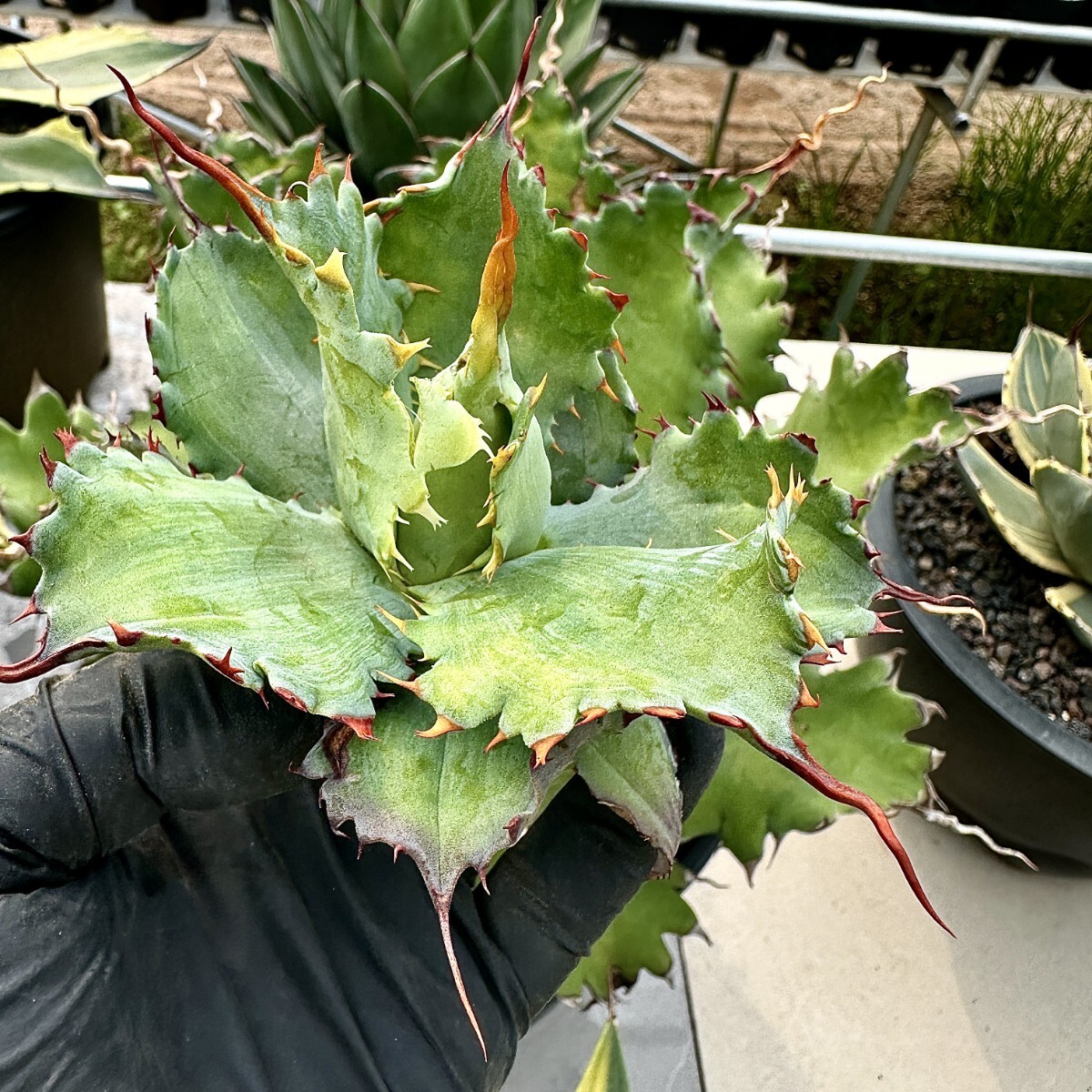 【Lj_plants】Z46 アガベ 多肉植物 ‘Spawn'×イシスメンシス×グアダラハラナ 超陽炎 胴切 大天芽の画像5