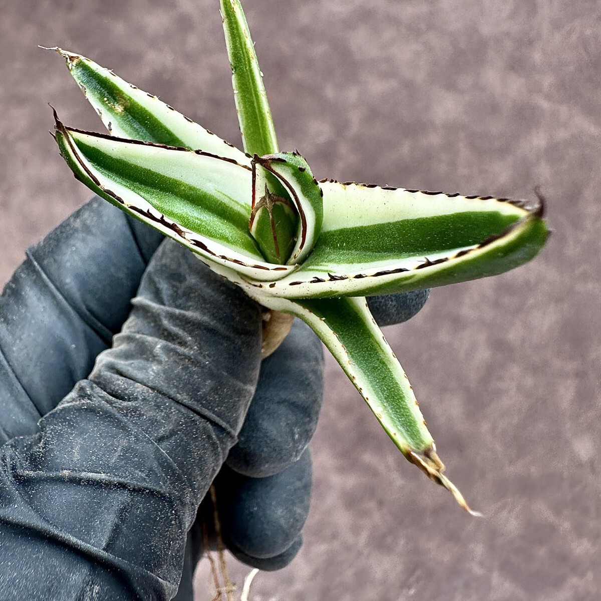 【Lj_plants】Z62 多肉植物 アガベ 氷山 覆輪錦 極上子株 発根済み の画像3