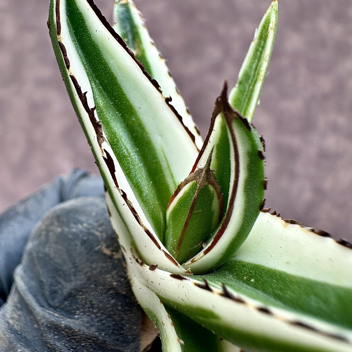 【Lj_plants】Z62 多肉植物 アガベ 氷山 覆輪錦 極上子株 発根済み の画像6