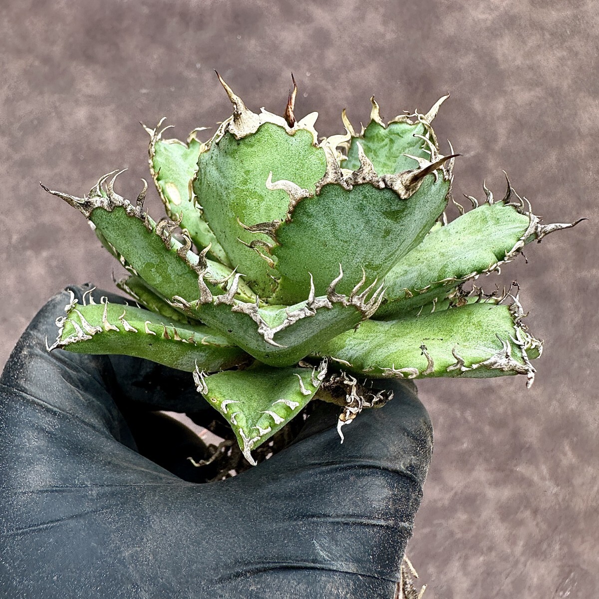 【Lj_plants】Z76 アガベ チタノタ フィリグリー 圓葉拇指 コンパクト包葉形 美株の画像4