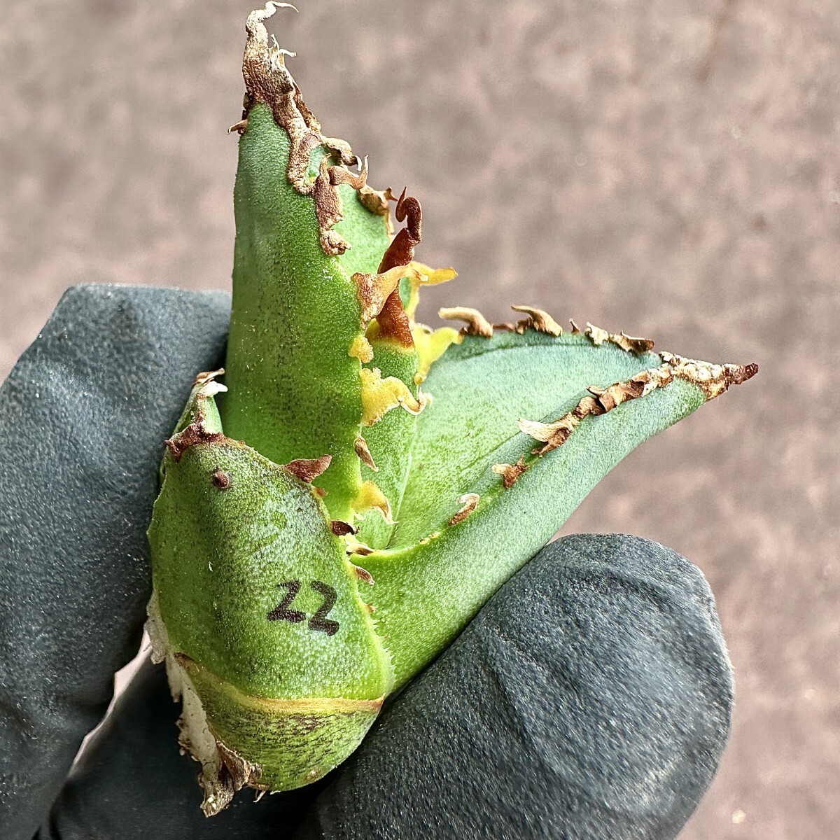 [Lj_plants]Z22 agave chitanota Godzilla GODZILLA trunk cut heaven .