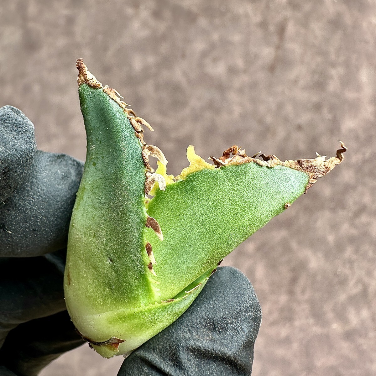 [Lj_plants]Z22 agave chitanota Godzilla GODZILLA trunk cut heaven .