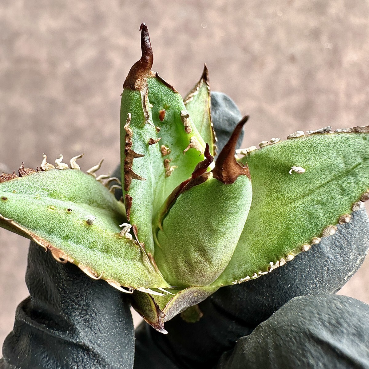 【Lj_plants】Z29 アガベ チタノタ 海王 変異葉内刺し 超希少株 変異株の画像1