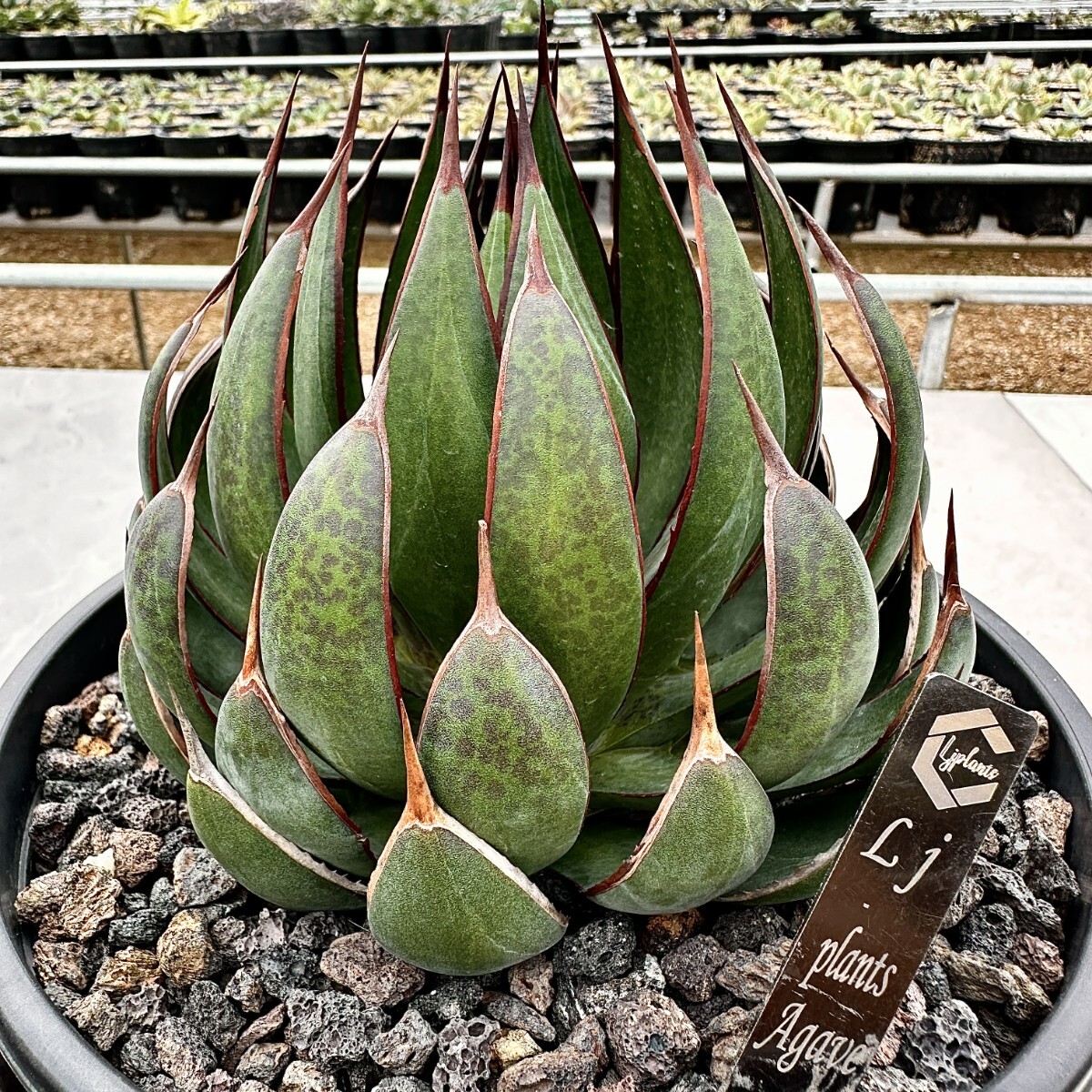 [Lj_plants]Z38 agave Mangave Praying Hands/ manga be. ... hand /Ultra Rare limitation stock beautiful stock. imported goods. carefuly selected finest quality . stock 2 stock including in a package .