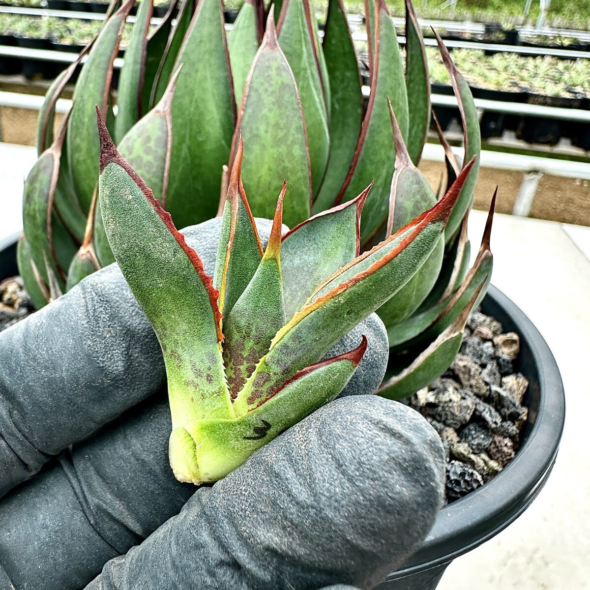 [Lj_plants]Z38 agave Mangave Praying Hands/ manga be. ... hand /Ultra Rare limitation stock beautiful stock. imported goods. carefuly selected finest quality . stock 2 stock including in a package .