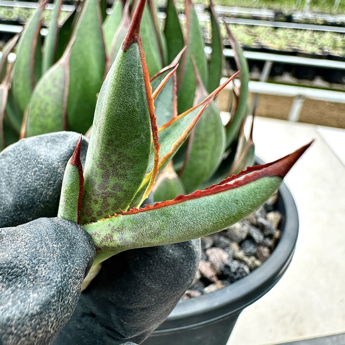 [Lj_plants]Z38 agave Mangave Praying Hands/ manga be. ... hand /Ultra Rare limitation stock beautiful stock. imported goods. carefuly selected finest quality . stock 2 stock including in a package .