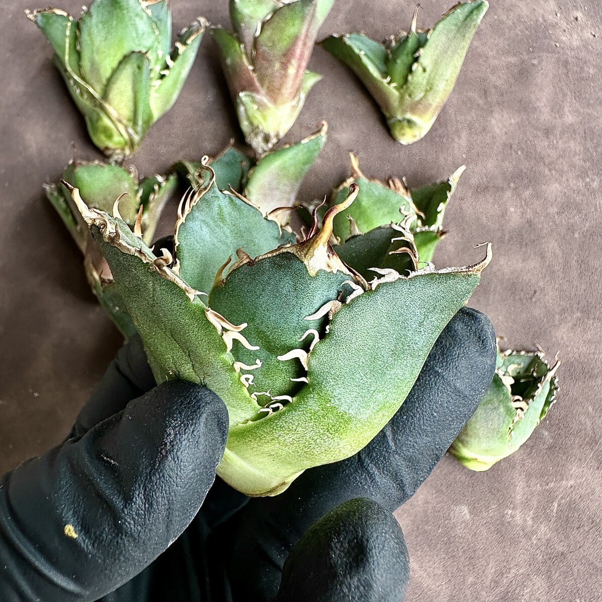 [Lj_plants]Z4 agave chitanota white . a little over . trunk cut large heaven . special selection 10 stock including in a package .