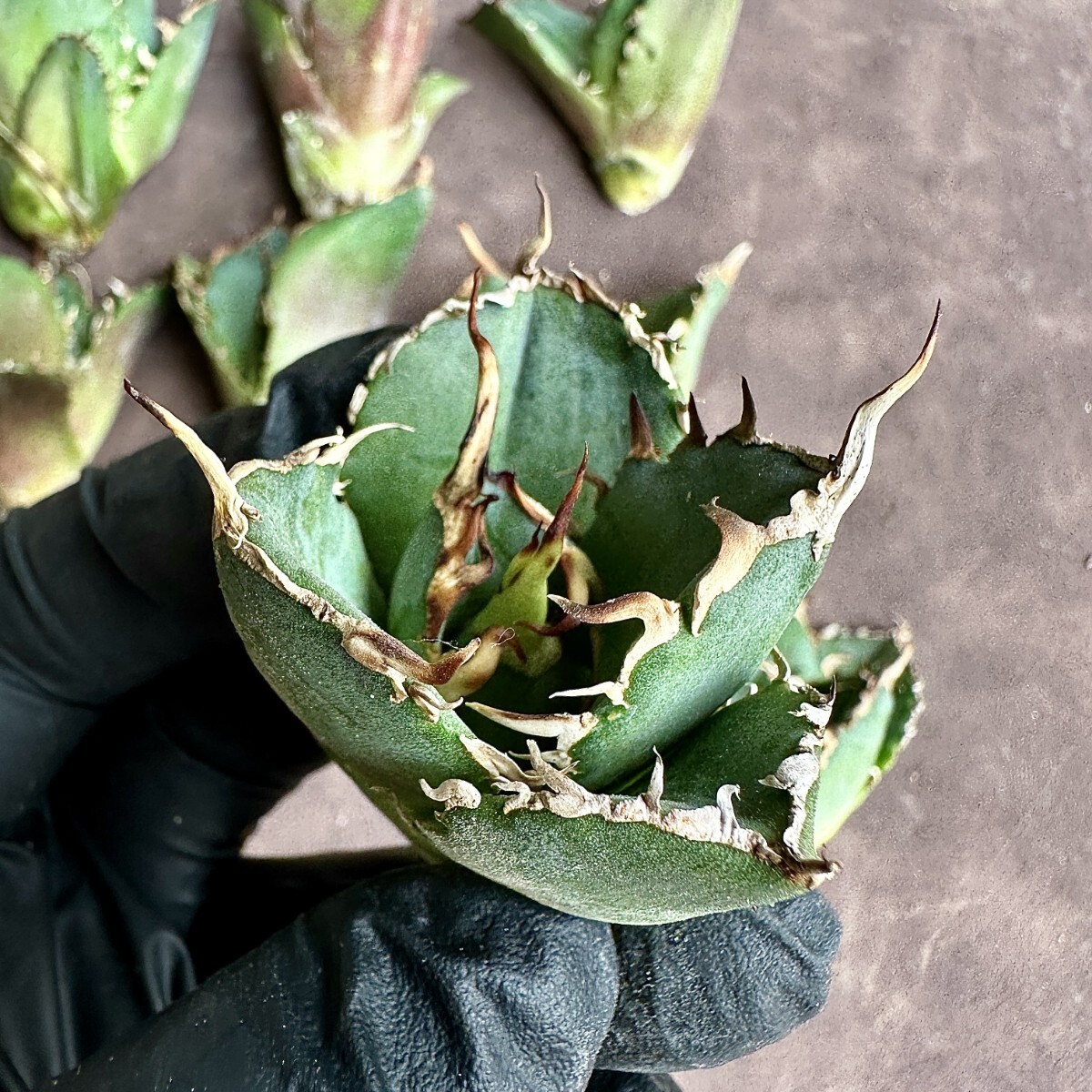 [Lj_plants]Z4 agave chitanota white . a little over . trunk cut large heaven . special selection 10 stock including in a package .