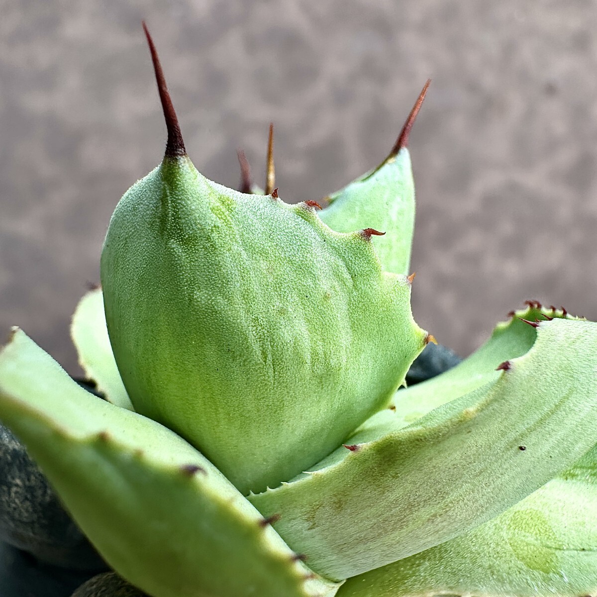 【Lj_plants】Z58 多肉植物 アガベ 厚葉雷神 石化 特殊凸凹斑入り 霜降り錦 極上株の画像9