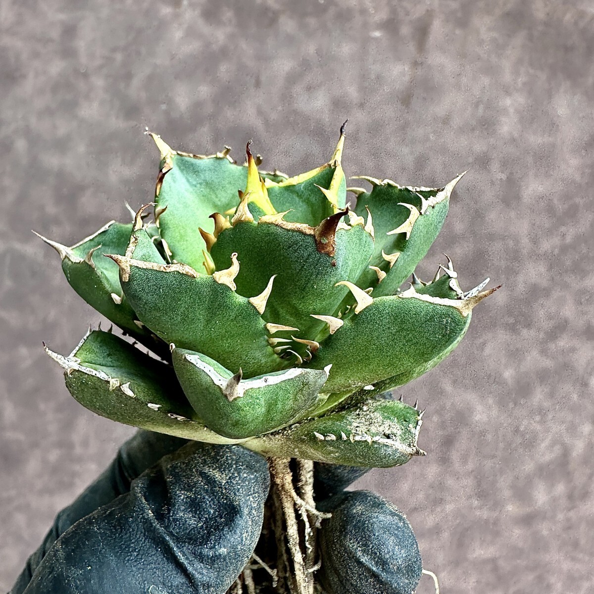 [Lj_plants]Z60 agave chitanota emperor *Emperor* a little over . finest quality beautiful stock ultra rare! limitation stock 