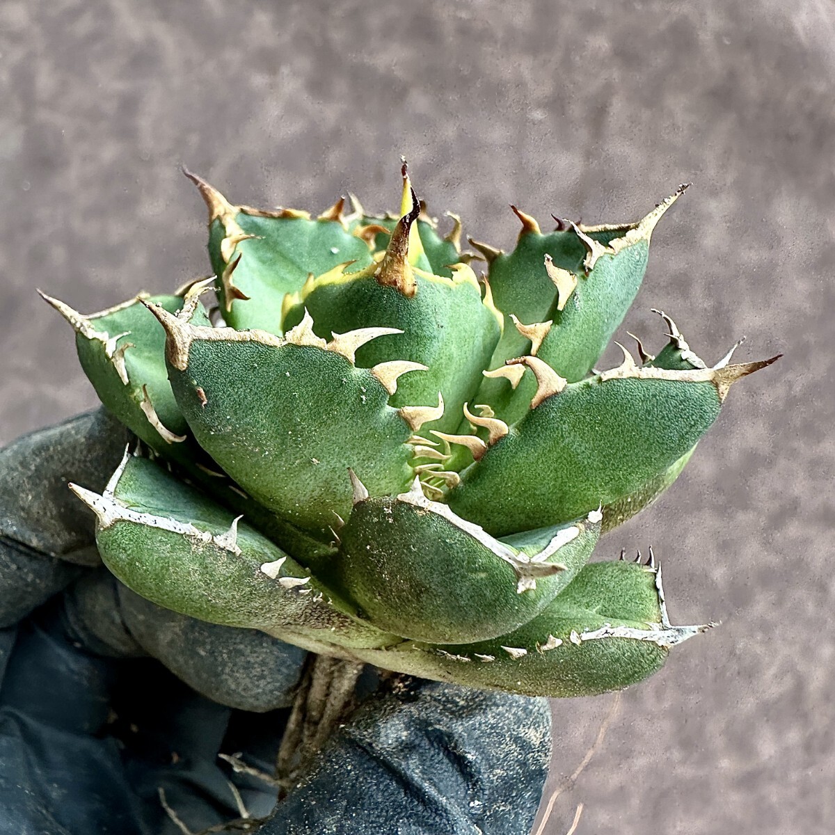 [Lj_plants]Z60 agave chitanota emperor *Emperor* a little over . finest quality beautiful stock ultra rare! limitation stock 