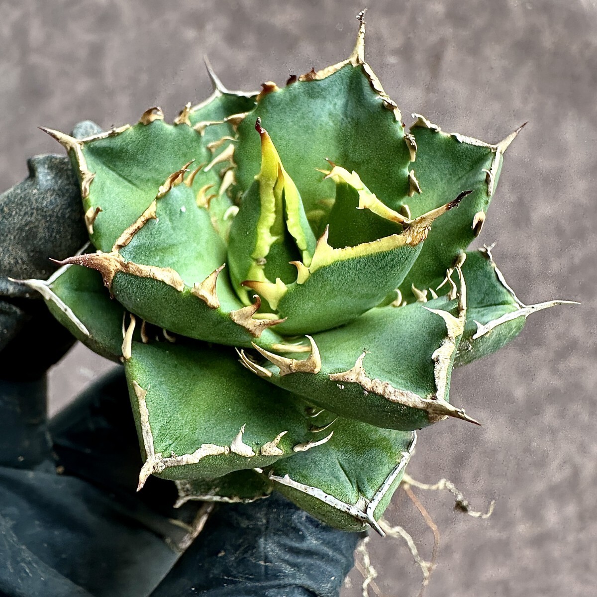 [Lj_plants]Z60 agave chitanota emperor *Emperor* a little over . finest quality beautiful stock ultra rare! limitation stock 