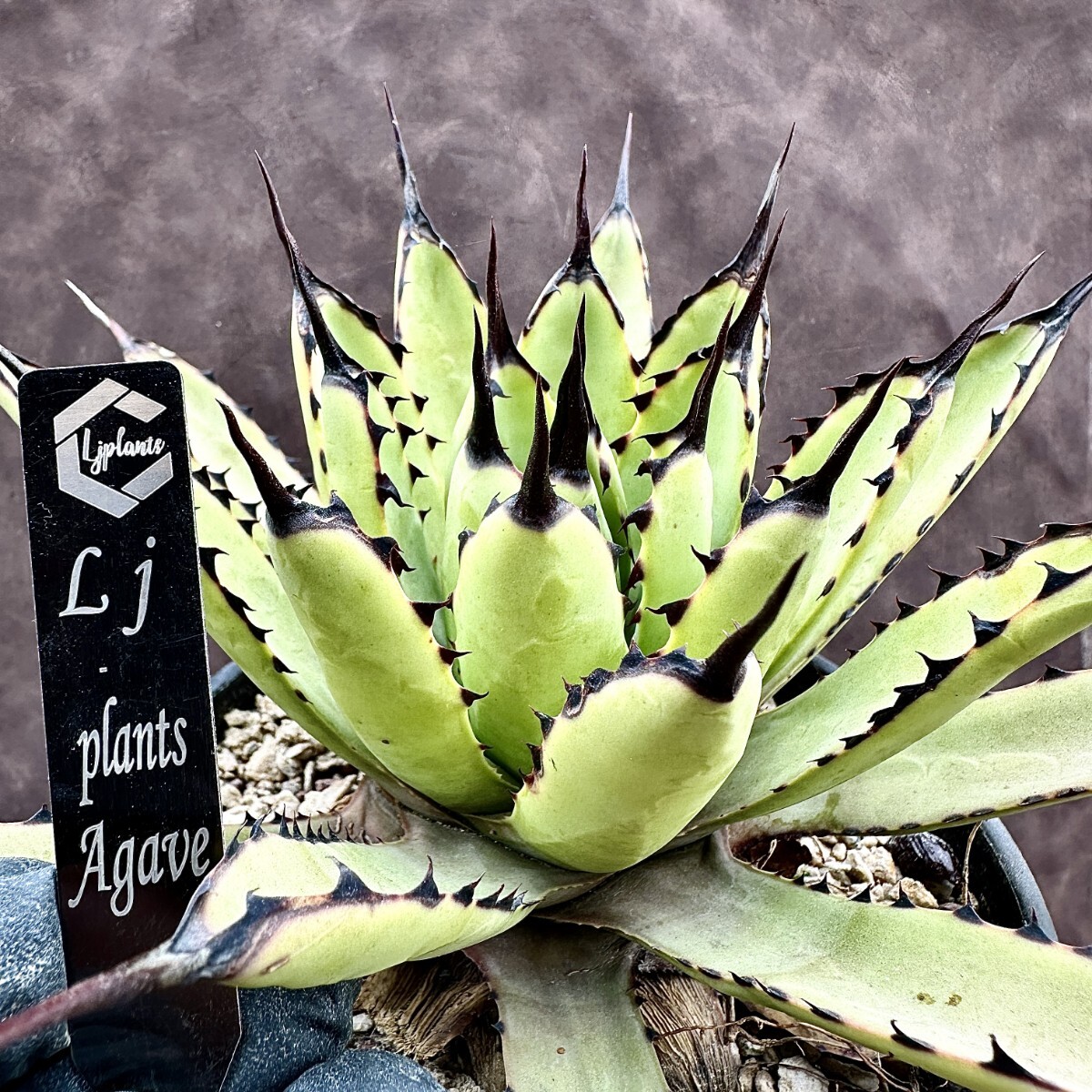[Lj_plants]Z67 agave macro a can saAgave macroacantha finest quality large . stock 1 stock 