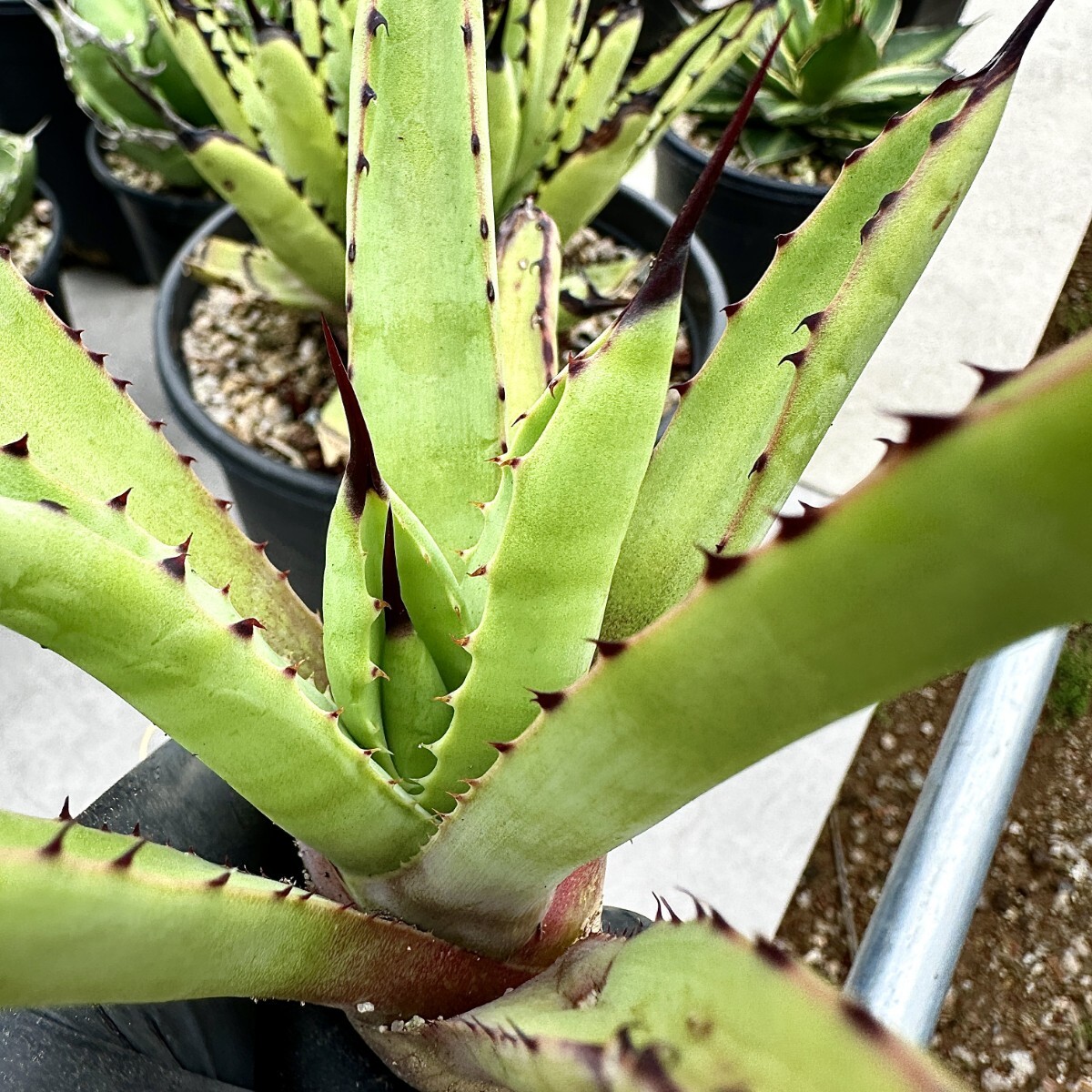 [Lj_plants]Z67 agave macro a can saAgave macroacantha finest quality large . stock 1 stock 