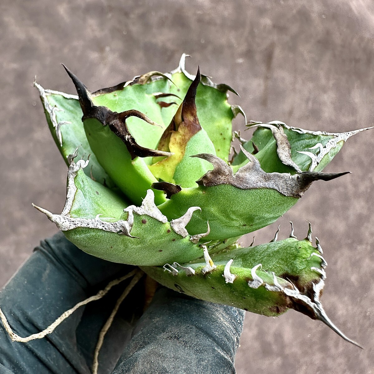 Yahoo!オークション - 【Lj_plants】Z94 アガベ チタノタ 緑鯨 Yahoo!オークション - 【Lj_plants】Z94 アガベ チタノタ 緑鯨