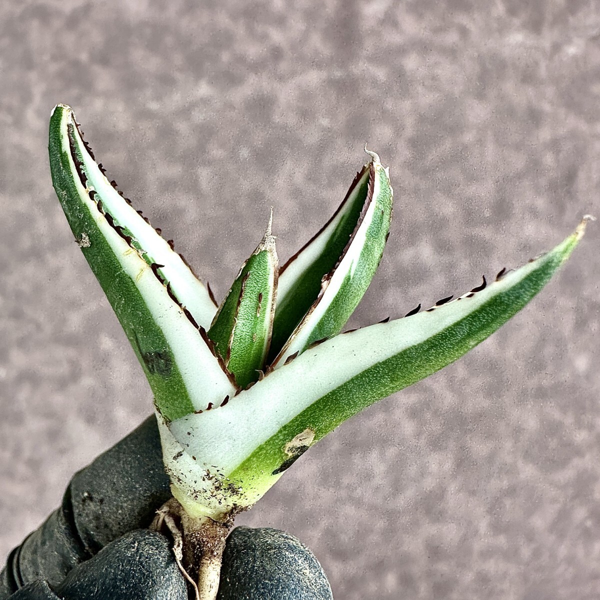 [Lj_plants]Z60 agave succulent plant .. snow ice mountain finest quality . finest quality stock 