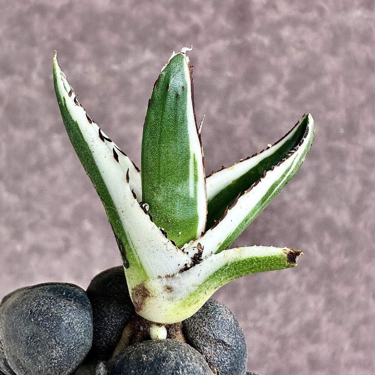 [Lj_plants]Z60 agave succulent plant .. snow ice mountain finest quality . finest quality stock 