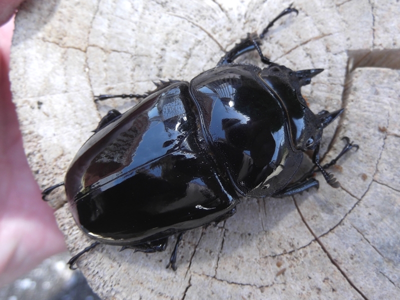 後食開始済み タランドゥスオオツヤクワガタ ペア の画像8