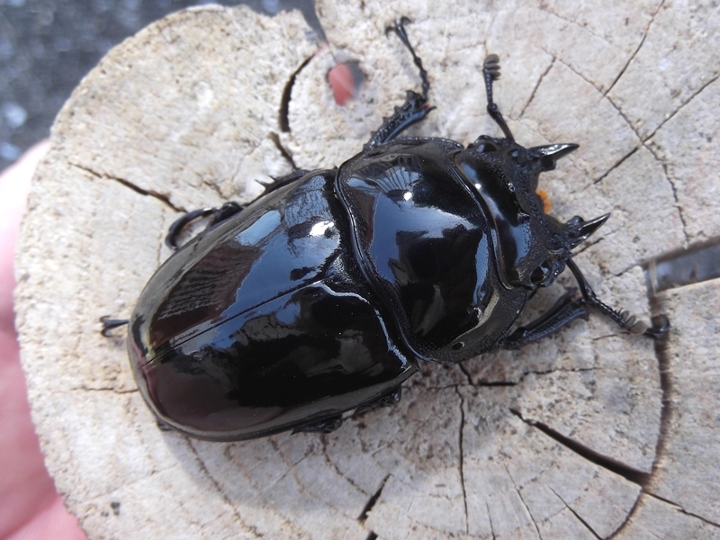 後食開始済み タランドゥスオオツヤクワガタ 1♂＋２♀　_画像6