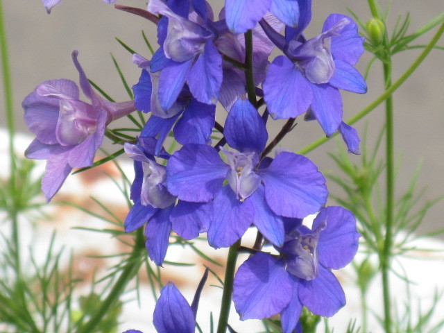 ○ラークスパー千鳥草＊青花薔薇との相性もバツグン＊２００粒＊種のみの場合送料はいくつでも73円の画像5