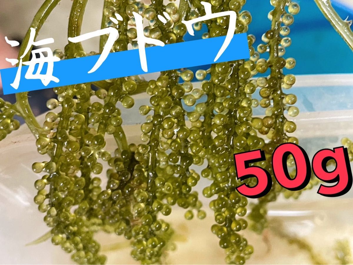 海ブドウ　50g 　ウミブドウ　海藻　観賞用