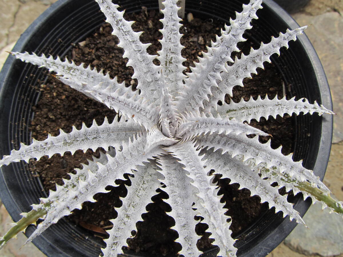 Dyckia \'Snowstorm\' Bill Baker hybrid