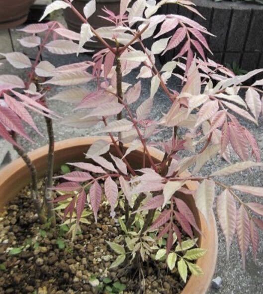  rare . garden tree tea n chin flamingo (sen Dan ) pink. new leaf . beautiful .. edible wild plants spring .....