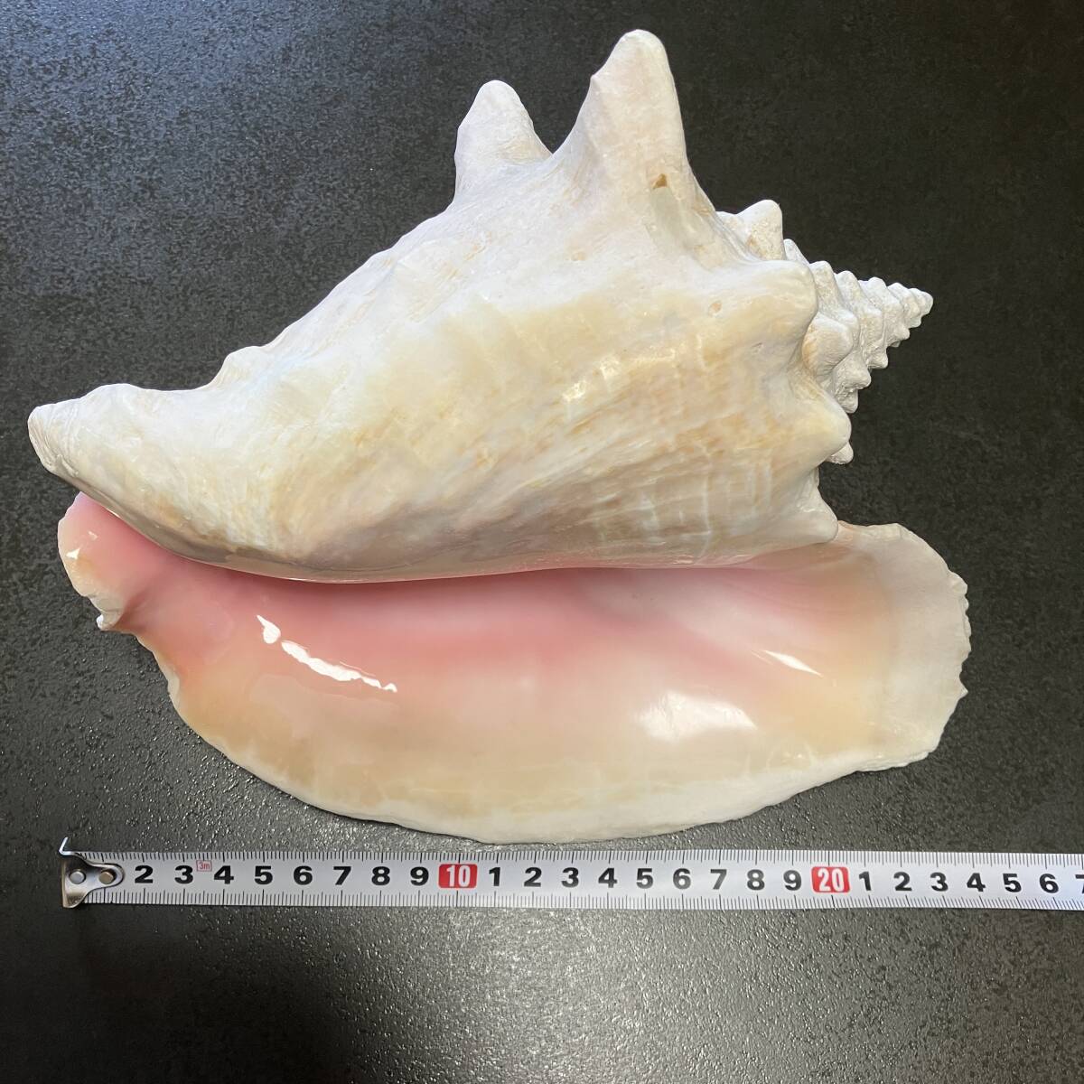 貝殻 ピンク 桜色 渦巻 約25cm 置物 インテリア オブジェ 水槽 海 ほら貝 コレクター 標本の画像10