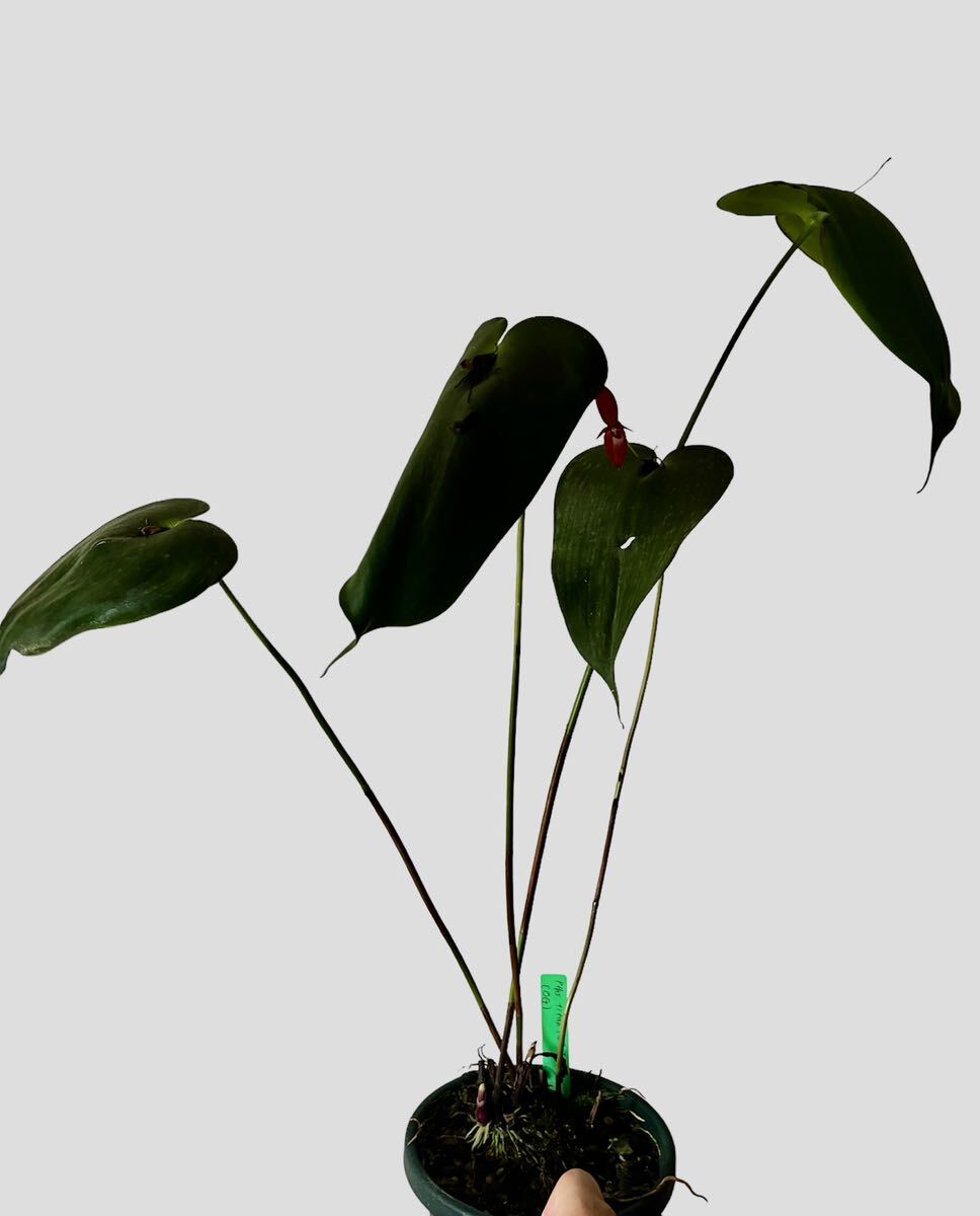洋蘭 原種 Pleurothallis titan 'RED ZONE' (希少なtitanの赤花タイプ)の画像3