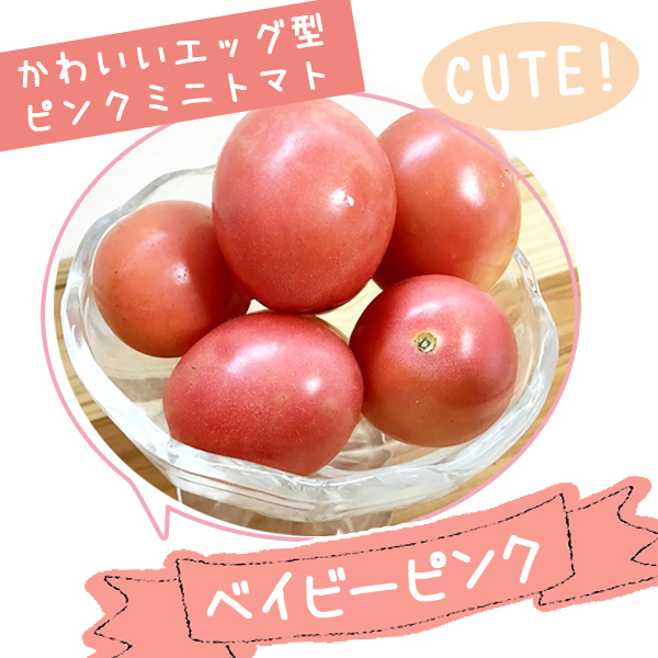 【激レア ピンクミニトマト】ベイビーピンクの種10粒～かわいいエッグ型～_画像1