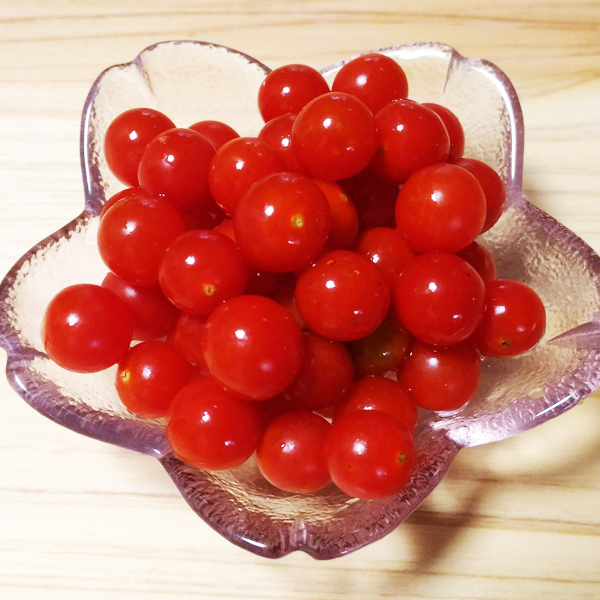 【嬉しいセット】マイクロトマト赤色・黄色の種　各10粒ずつ20粒（長野県産）_画像2