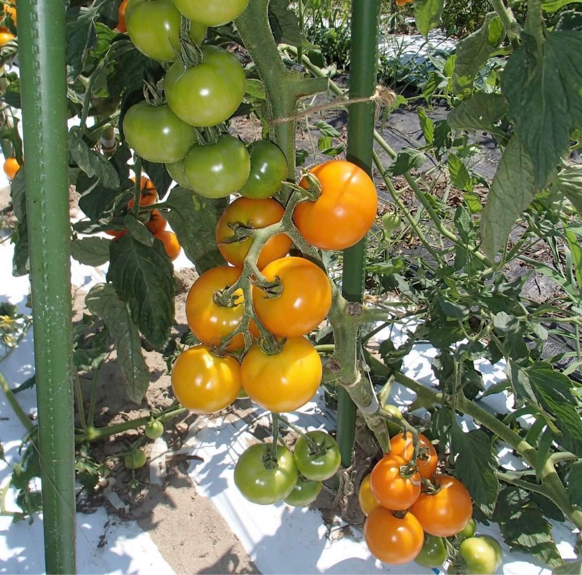 【カロフル】 国内育成・採取 家庭菜園 種 タネ トマト 野菜