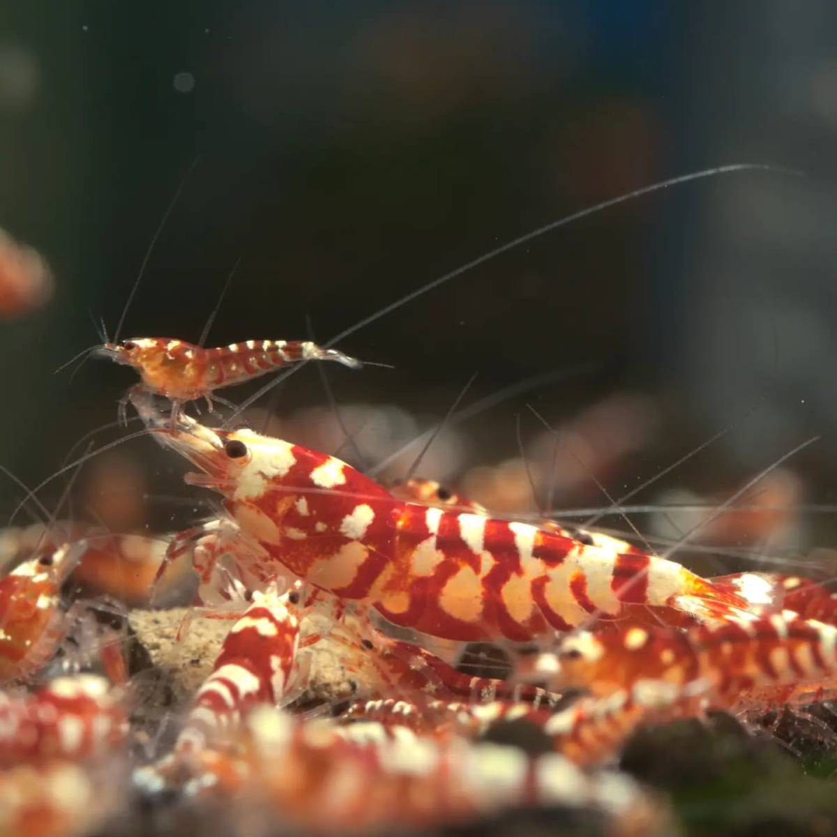 『Noir×Rouge』 レッドファンシータイガーシュリンプ ５ 匹セット 【生体 ヌマエビ ビーシュリンプ shrimp 熱帯魚 抱卵 水草】_画像5