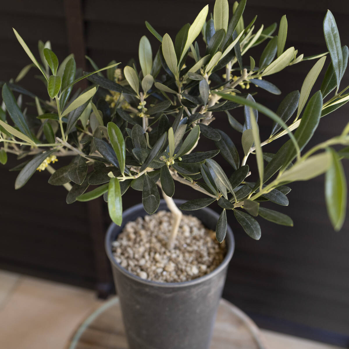 花芽付き Olive オリーブの木 アスコランド アスラーノ 樹脂鉢 オリーブ トピアリー_画像6