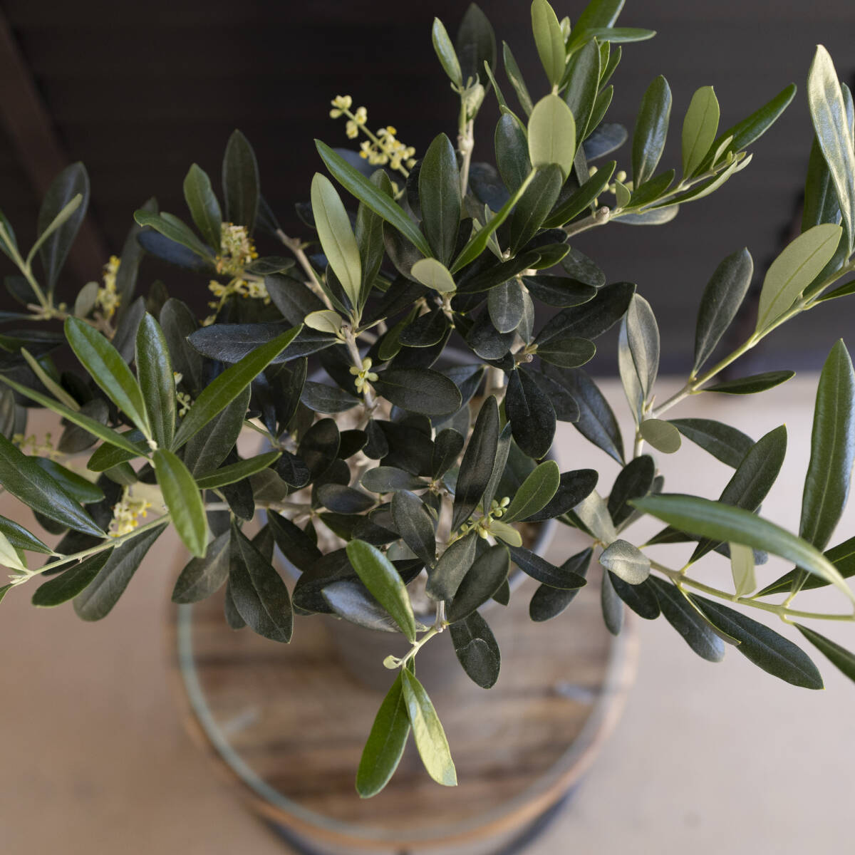 花芽付き Olive オリーブの木 アスコランド アスラーノ 樹脂鉢 オリーブ トピアリー_画像5
