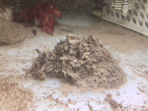 No16 タツナミガイ　MLサイズ　近海魚　海水魚　生体　シノアバクテリア対策　コケ対策　後鰓目タツナミガイ属_画像1