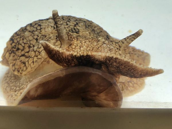 No9　ウミフクロウ　Lサイズ　近海魚　海水魚　生体　カーリー、ヒラムシ、ヒドラ、等の寄生虫対策_画像6