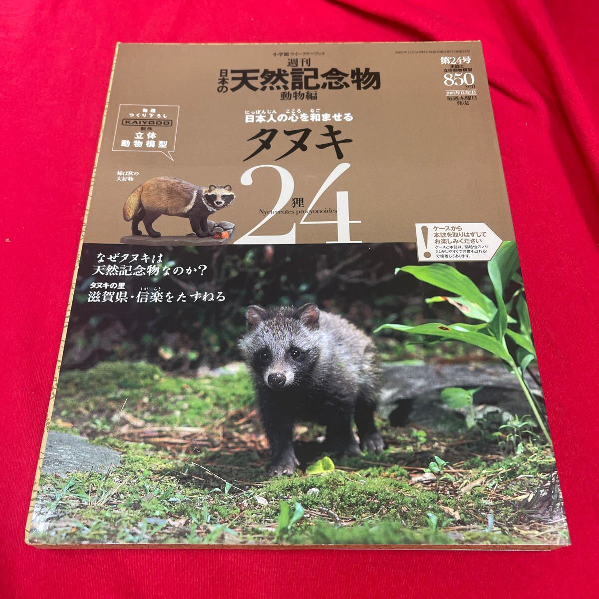 Y430. 8. 絶版◆◆週刊日本の天然記念物24 タヌキ◆◆裏山里山周遊生活 山口県向島☆北海道エゾタヌキ. 未開封　　保管品_画像1