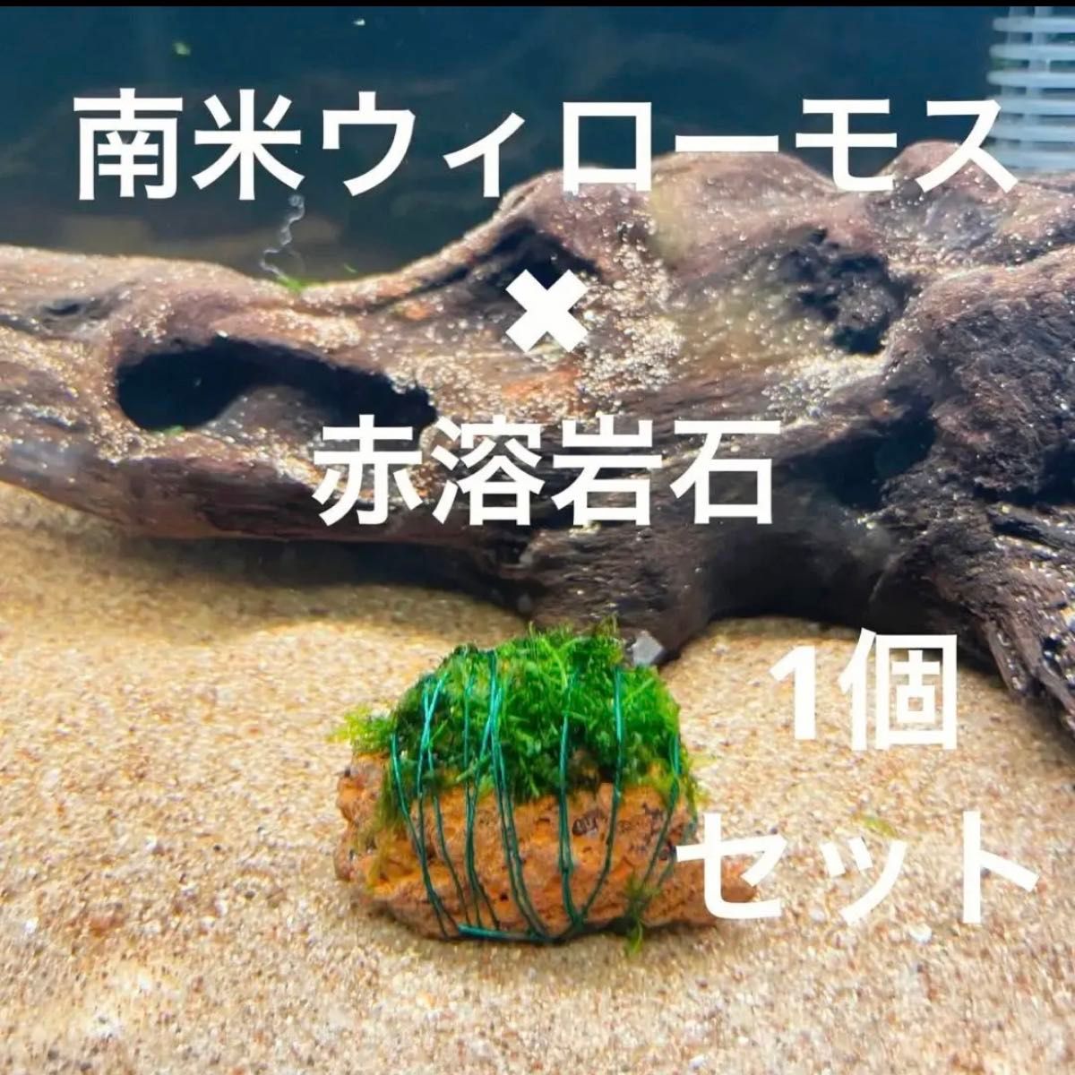 【フサフサ感が癒し】南米ウィローモス×赤溶岩石（3cm）×1個