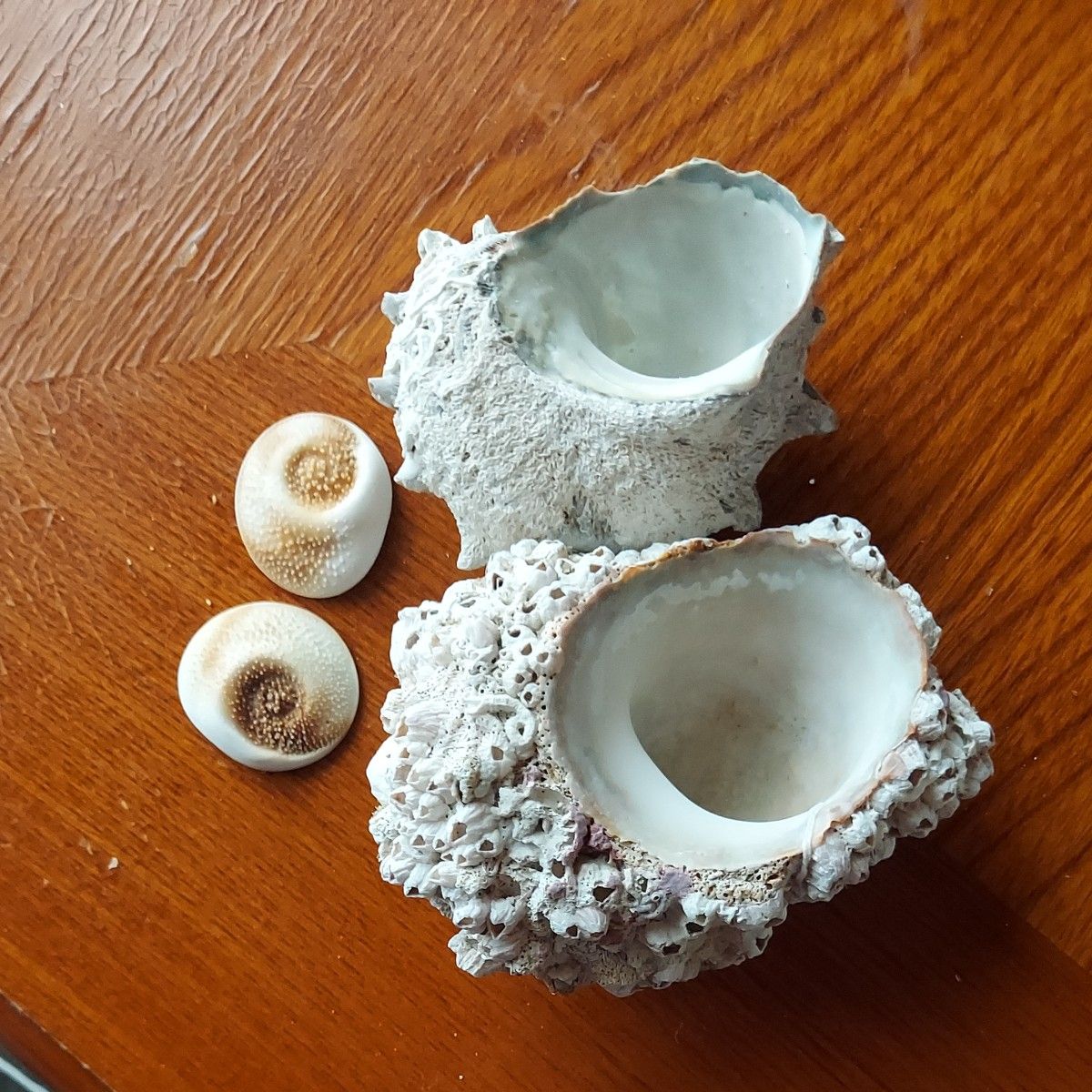 サザエ貝殻　(蓋付き)１２個