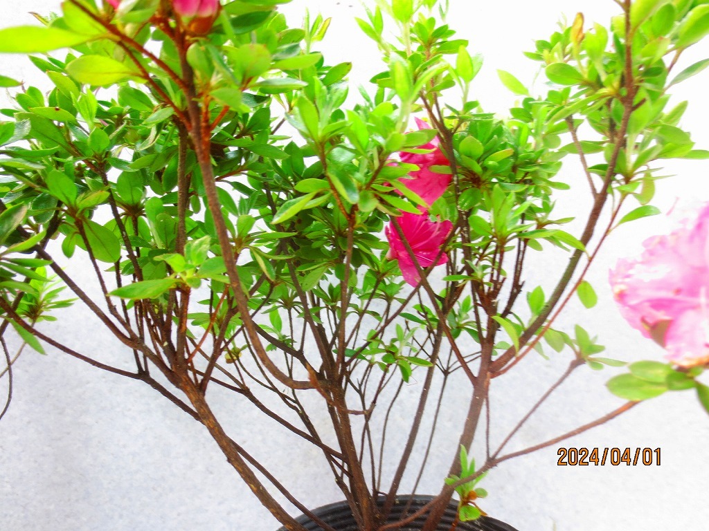 [. manner sapling Ryuutsu ] azalea 2 points collection * flower ..(448) total height :36.* same packing is [ together transactions ] procedure strict observance *100 size * postage clear writing 