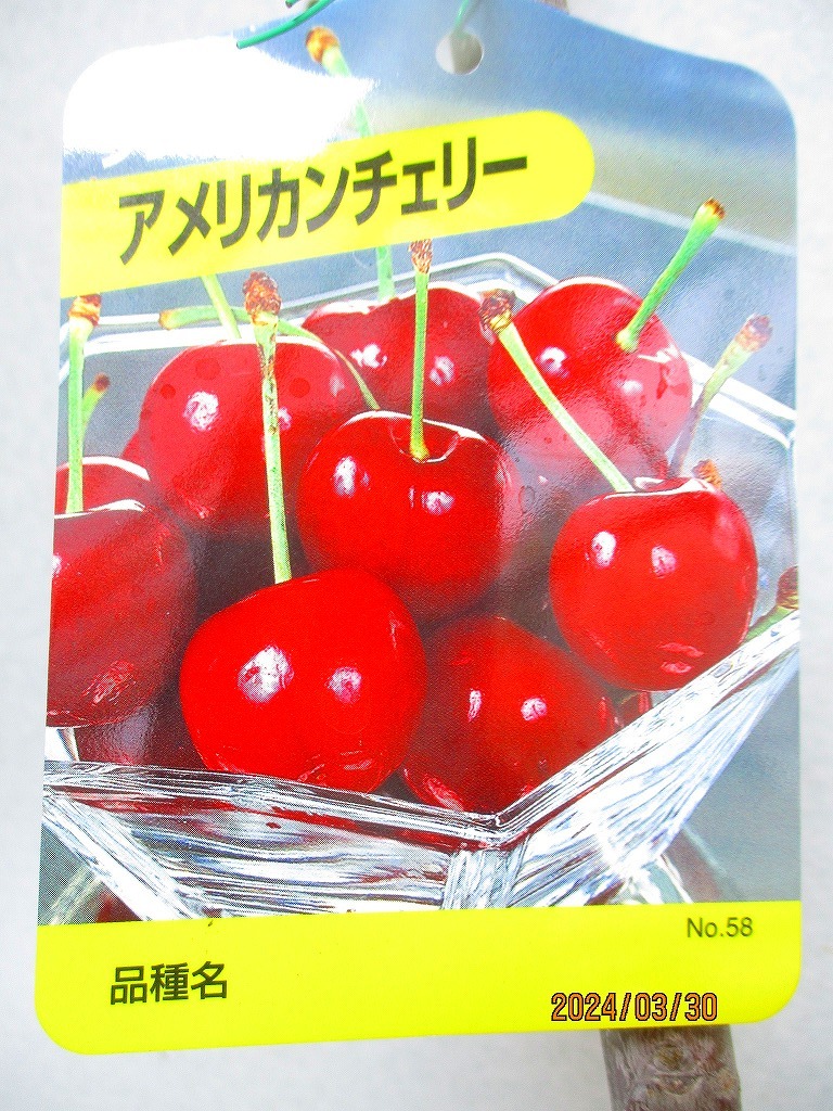 [野風苗木流通] サクランボの苗木 アメリカンチェリー (33069)全高：67㎝※同梱包は「まとめて取引」手続厳守※100サイズ＊送料明記_画像2