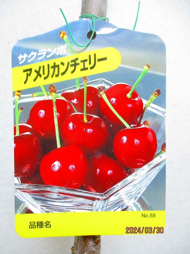 [野風苗木流通] サクランボの苗木 アメリカンチェリー (33072)全高：69㎝※同梱包は「まとめて取引」手続厳守※100サイズ＊送料明記の画像2