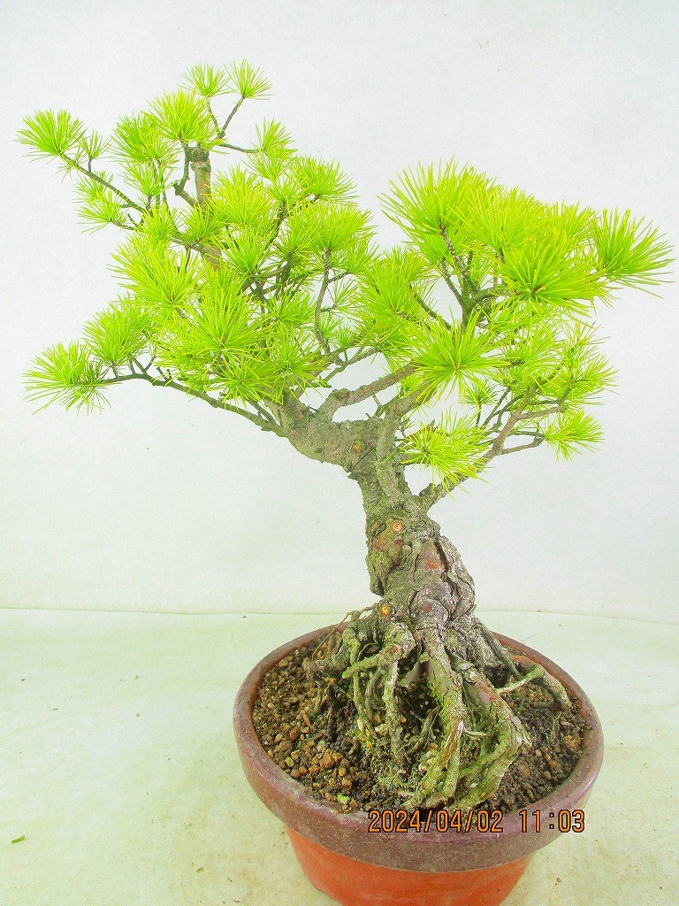 [. manner bonsai Ryuutsu ]... leaf pine (33280 plant pot ) total height :50.*140 size * same packing conditions have *[ together transactions ] procedure .* postage clear writing *
