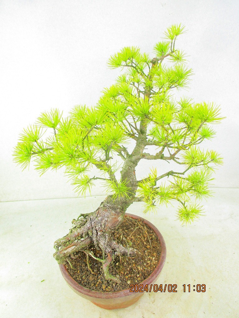 [. manner bonsai Ryuutsu ]... leaf pine (33280 plant pot ) total height :50.*140 size * same packing conditions have *[ together transactions ] procedure .* postage clear writing *