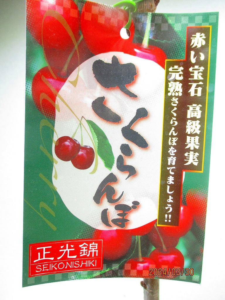 [野風苗木流通]サクランボ 正光錦(33217)全高：69㎝※同梱包は「まとめて取引」手続厳守※100サイズ＊送料明記_画像3