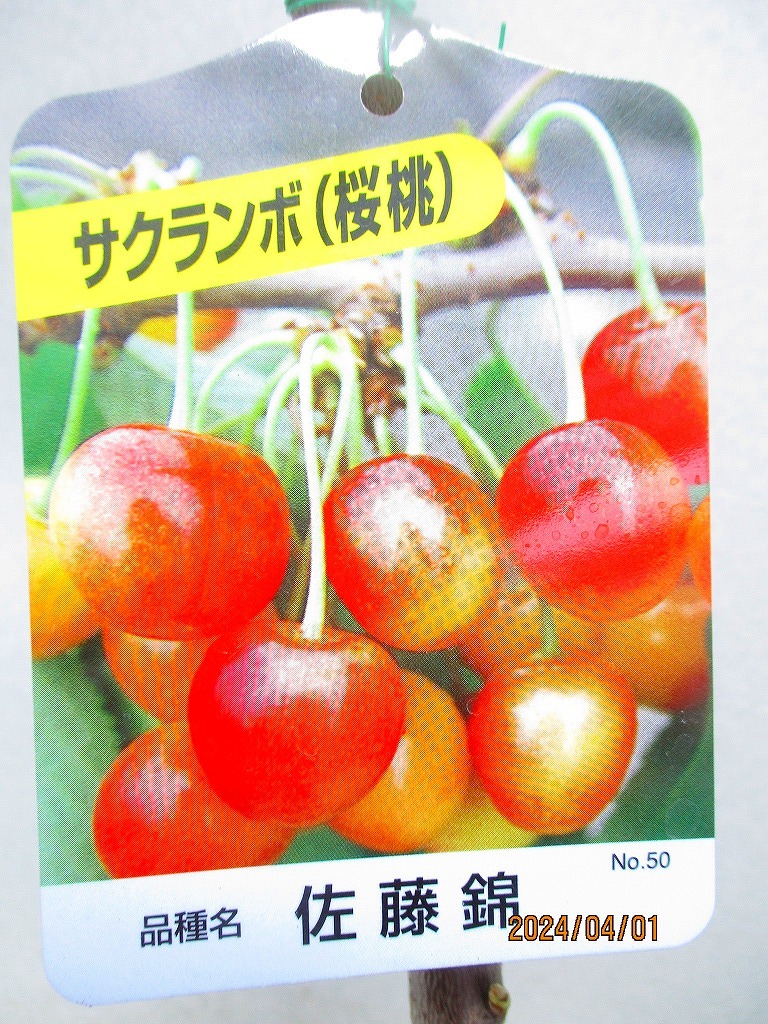 [野風苗木流通]サクランボ 佐藤錦(33241)全高：70㎝※同梱包は「まとめて取引」手続厳守※100サイズ＊送料明記の画像2