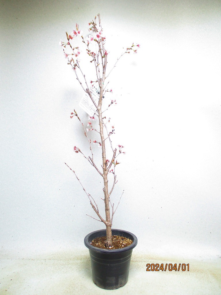 [. manner sapling Ryuutsu ]..(ke Io u) Sakura 4/1 blooming ~ flower . supposition (33250) total height :93.*140 size * same packing * postage attention *[ together transactions ] procedure strict observance 